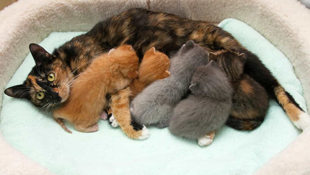 Why Do Cats Meow A Lot After Giving Birth 9 Revealing Reasons