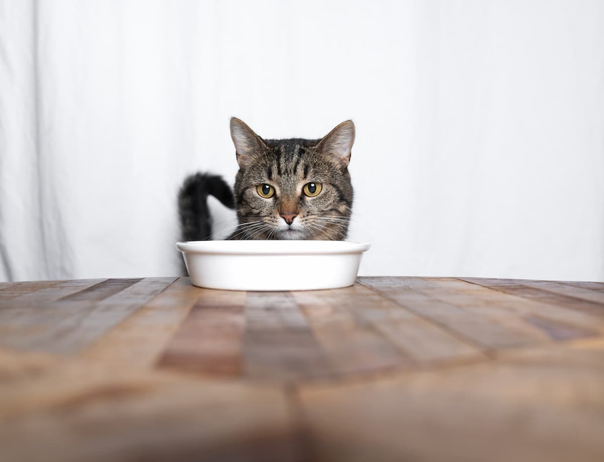 Do Cats Know When They’re Full? The Surprising Truth Revealed