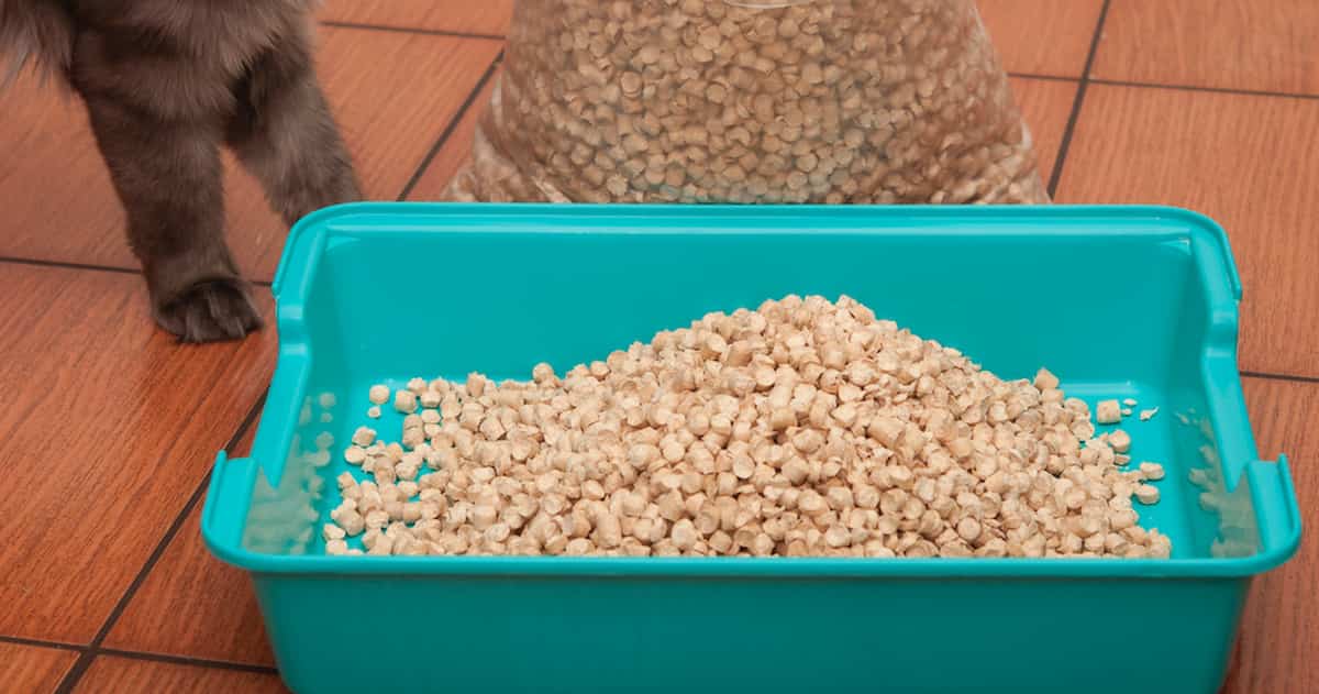 Do Cats How To Use The Litter Box