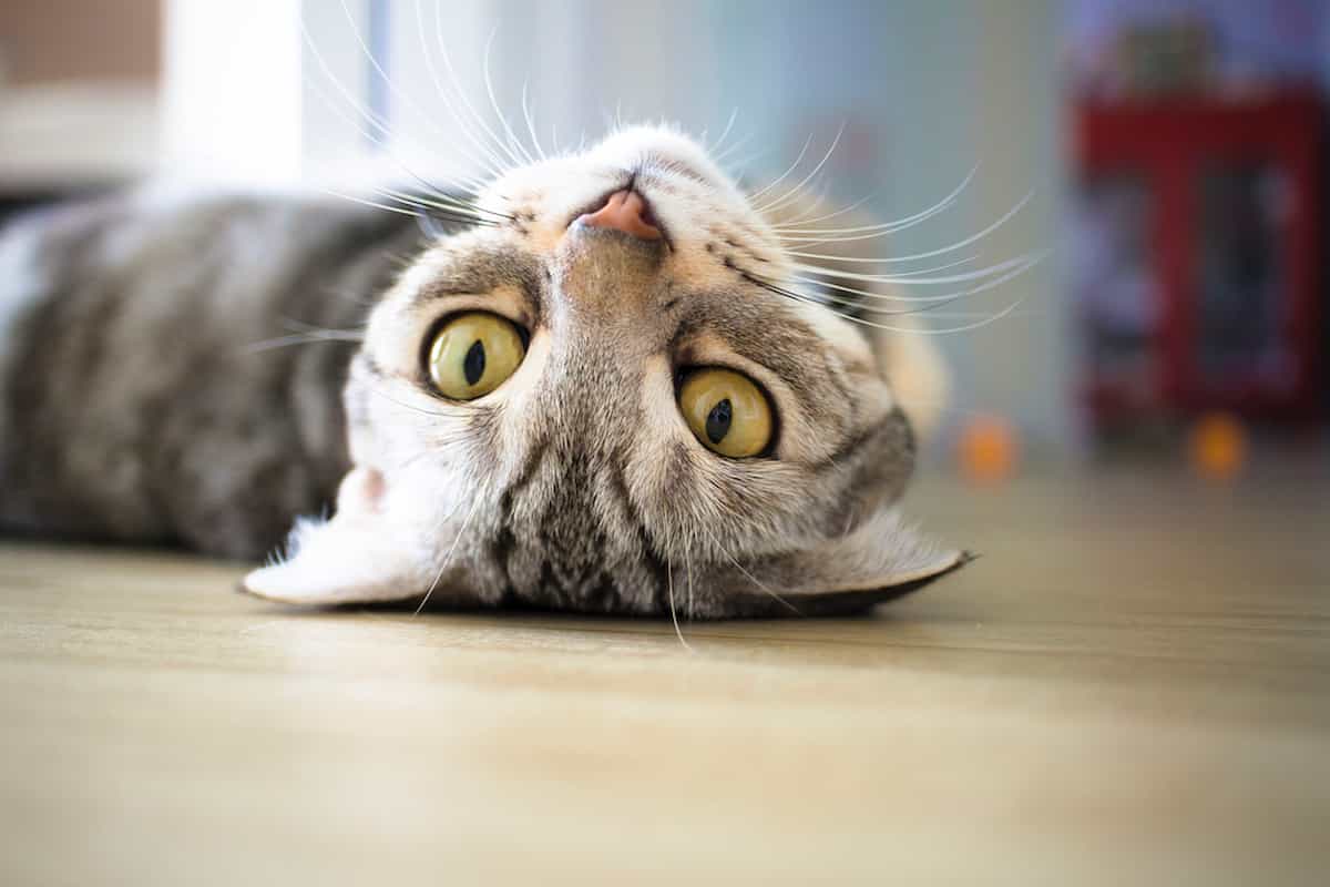 Why Do Cats Run After You? The Surprising Reasons Behind This Feline
