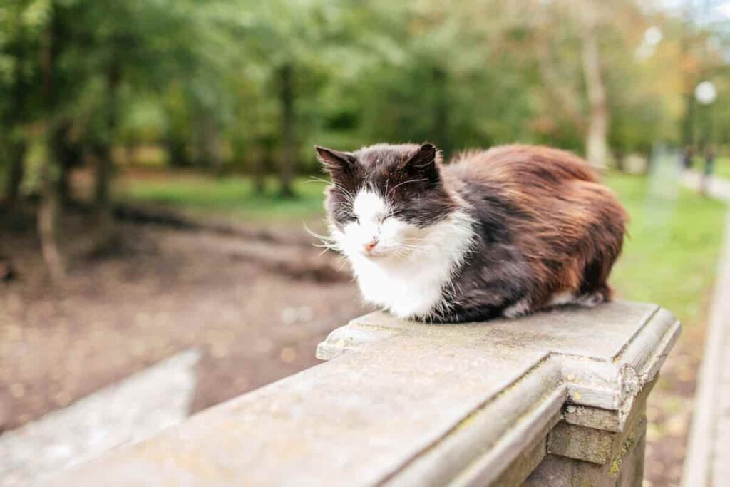 Why Do Cats Guard The Stairs: Understanding Your Cats Dominant Behavior ...