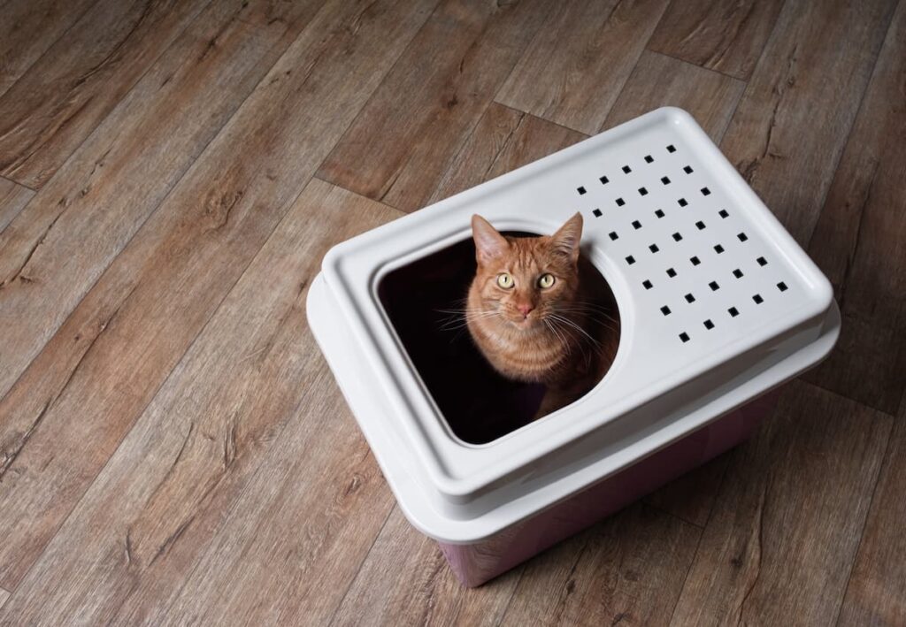 11 Best Top Entry Litter Boxes Reviews & Our Expert Picks