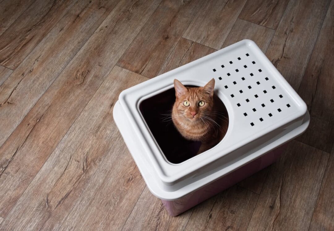 11 Best Top Entry Litter Boxes Reviews & Our Expert Picks