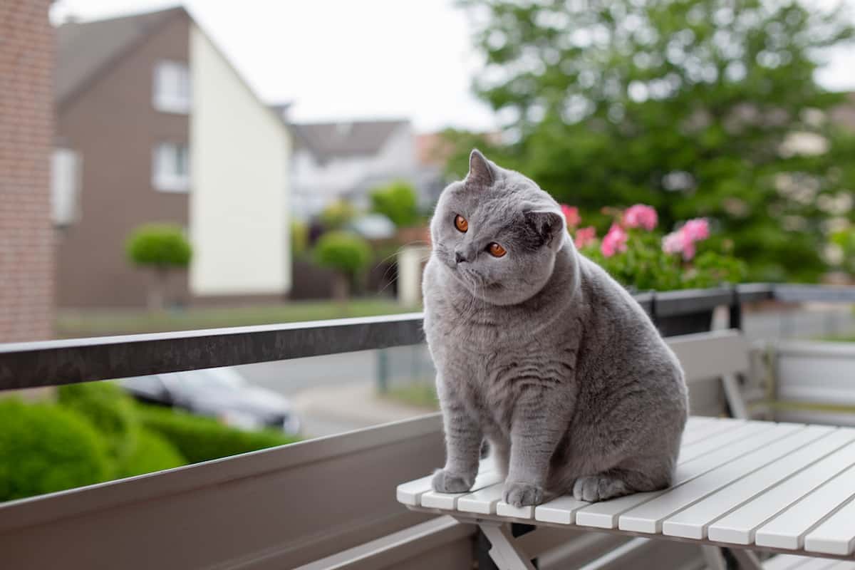 Unlocking the Mystery How Do Cats Know How to Get Home?