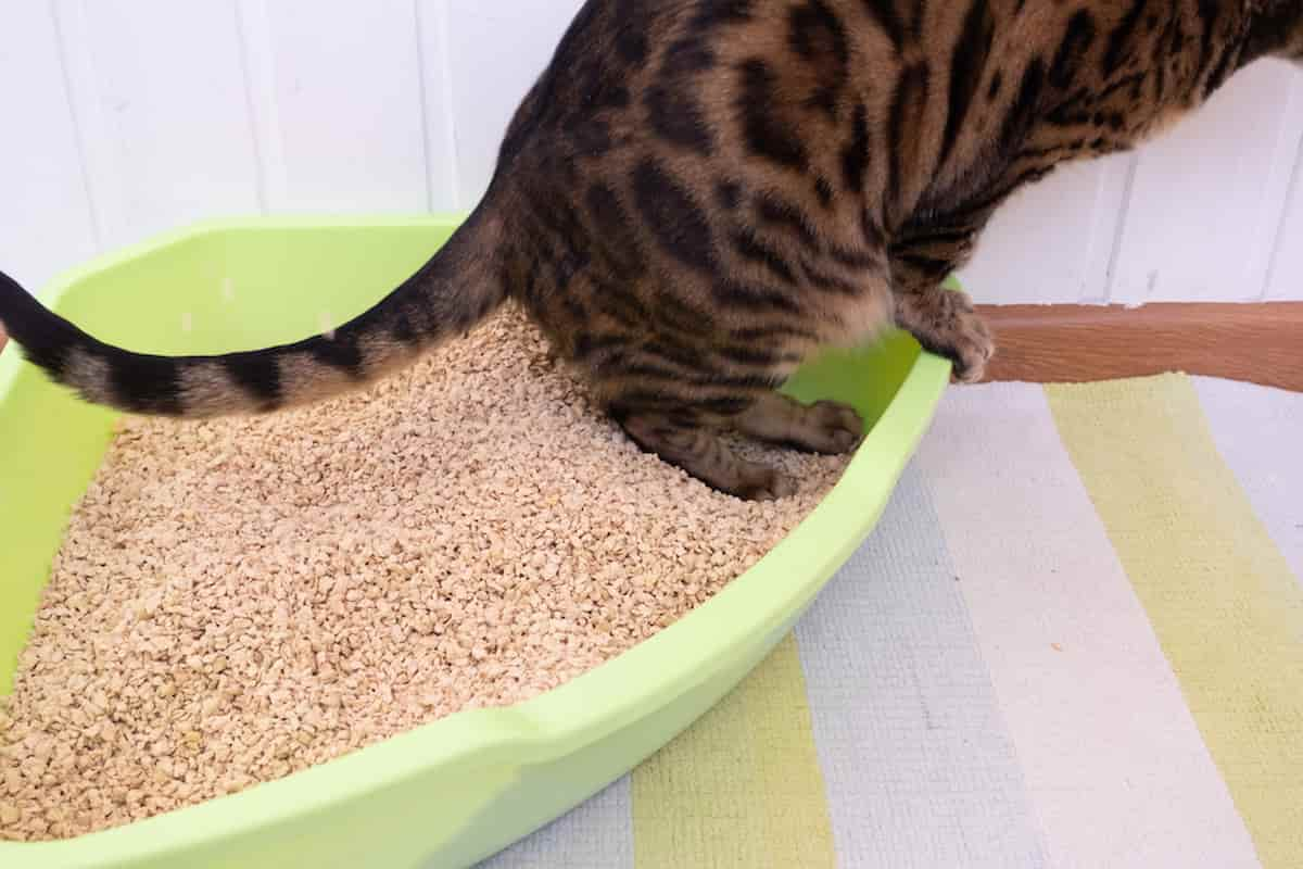 How Can I Stop My Cat Urinating Indoors – Tips & Solutions – FAQcats.com