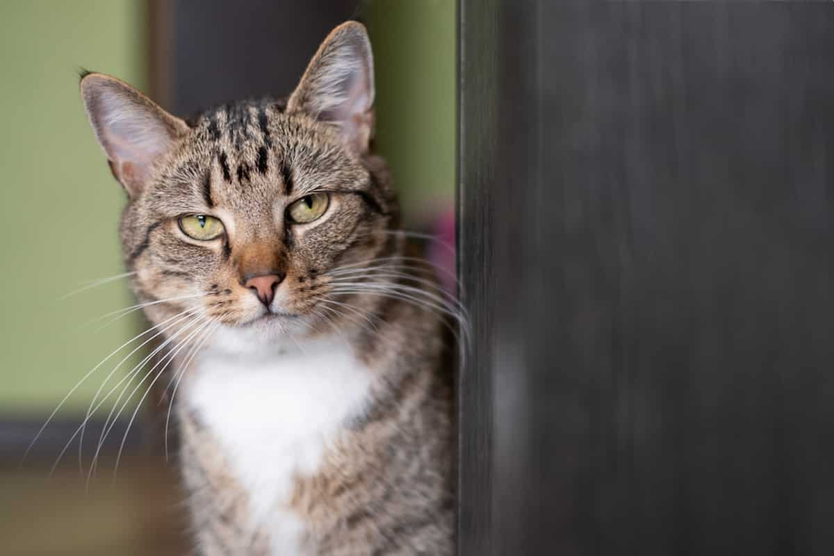 Why Are Cats Obsessed With Doors – The Odd Appeal Explained! – FAQcats.com