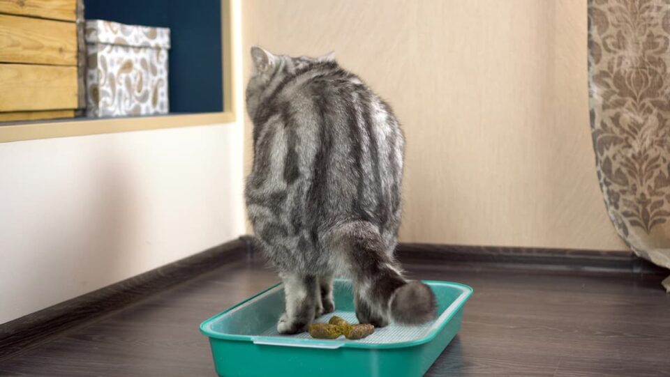 how-long-after-cats-eat-do-they-poop-what-you-can-expect-faqcats