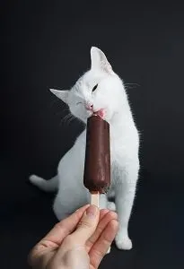 Cat hotsell frozen treats