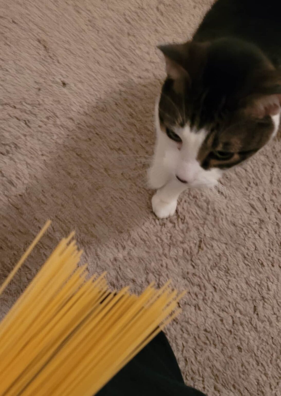 Can Cats Eat Ramen Noodles The Interesting Answer!