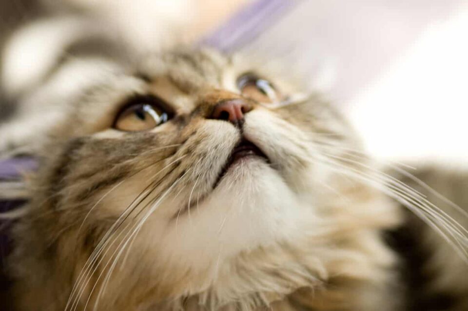 Why Cats Dislike Fast Breathing Explained