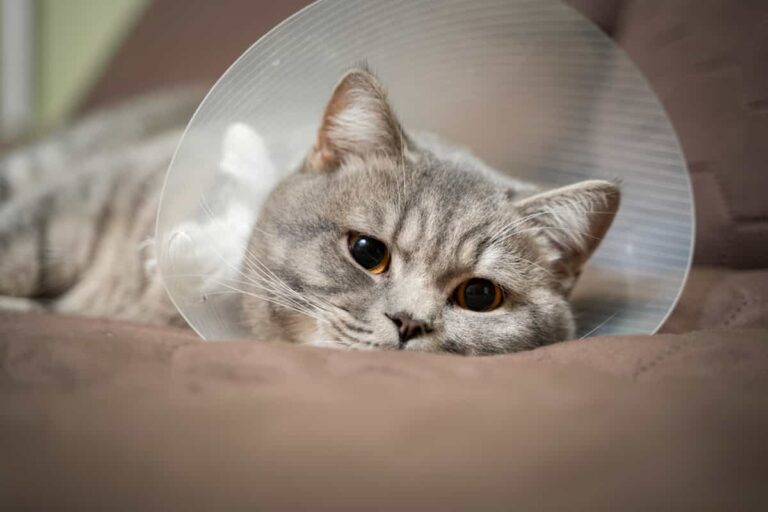 How Often Do Cats Get Hit by Cars? Unveiling the Hidden Danger