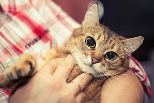 Do Cats Remember Their Old Owners – Memory & Experiences