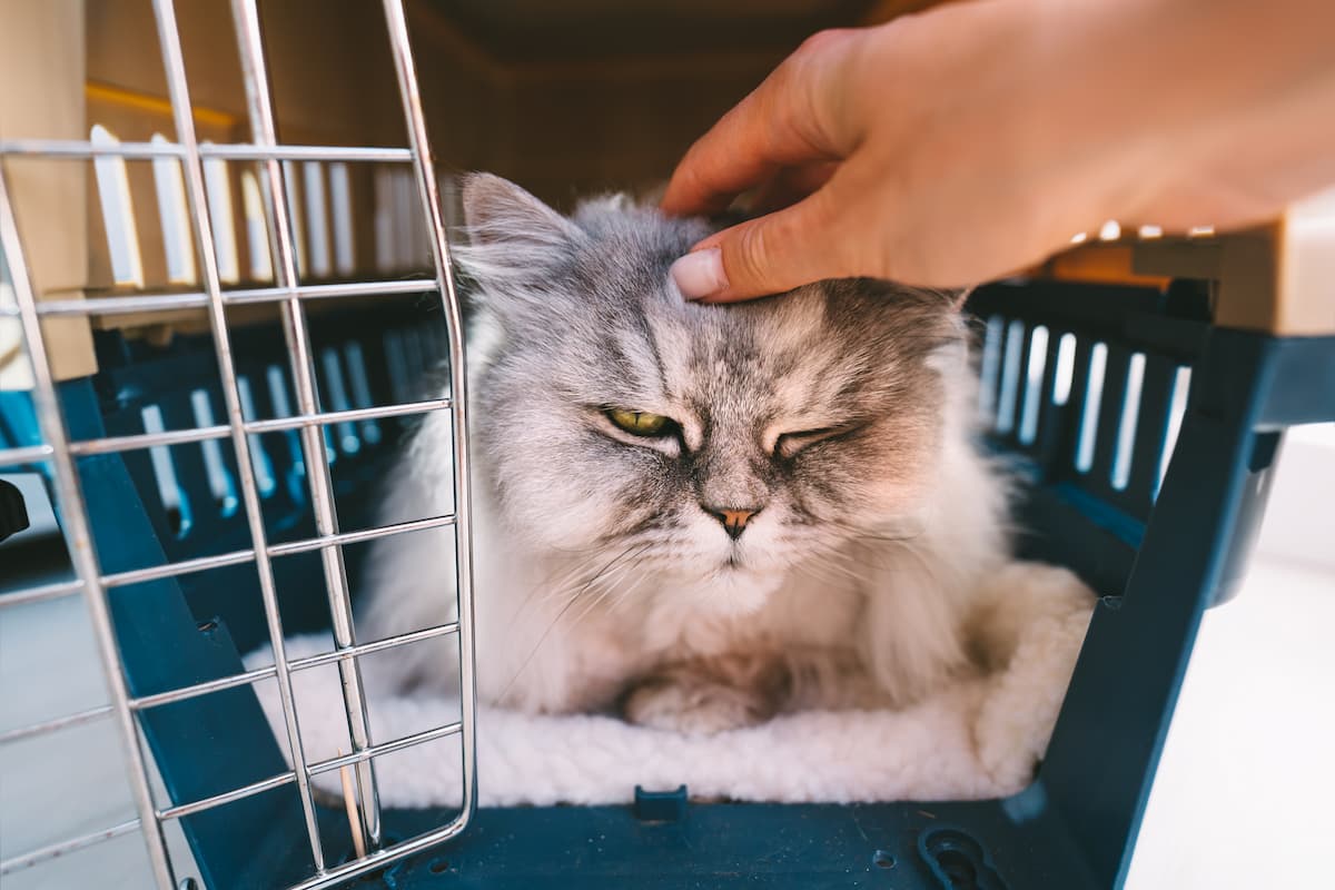 Can You Bring Cats In Petsmart Things You Should Know KeepingDog