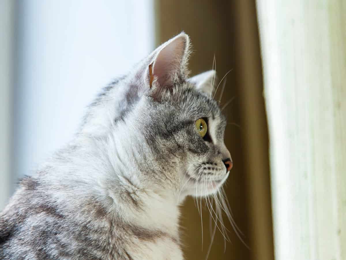 Why Do Cats Meow At Corners Understanding Their Needs