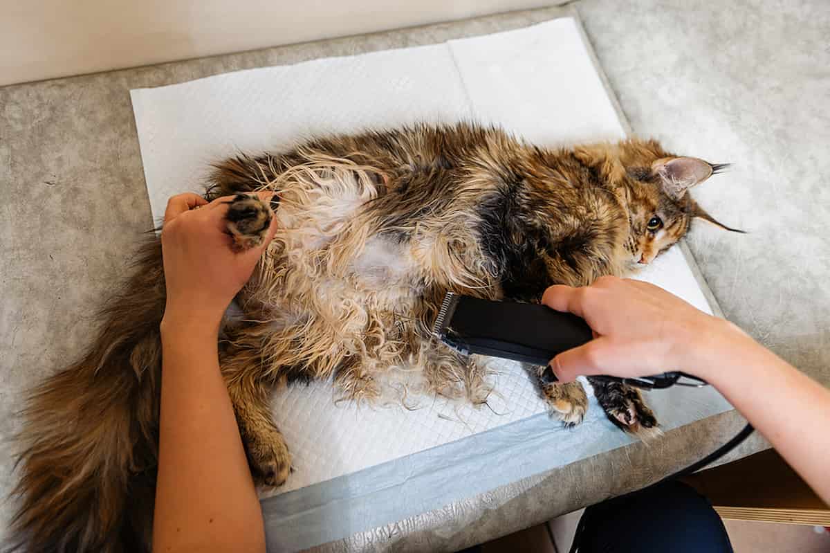 How Do You Prevent Hives in Cats? Top Tips for a Healthy Feline