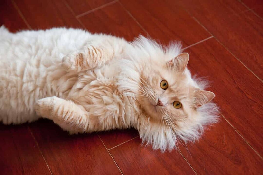 Why Is My Cat’s Belly Pink? Understanding the Reasons Behind This