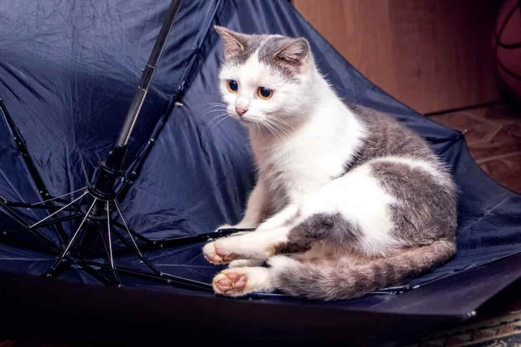 Why Are Cats Scared Of Umbrellas Helping Your Cat Its Fear
