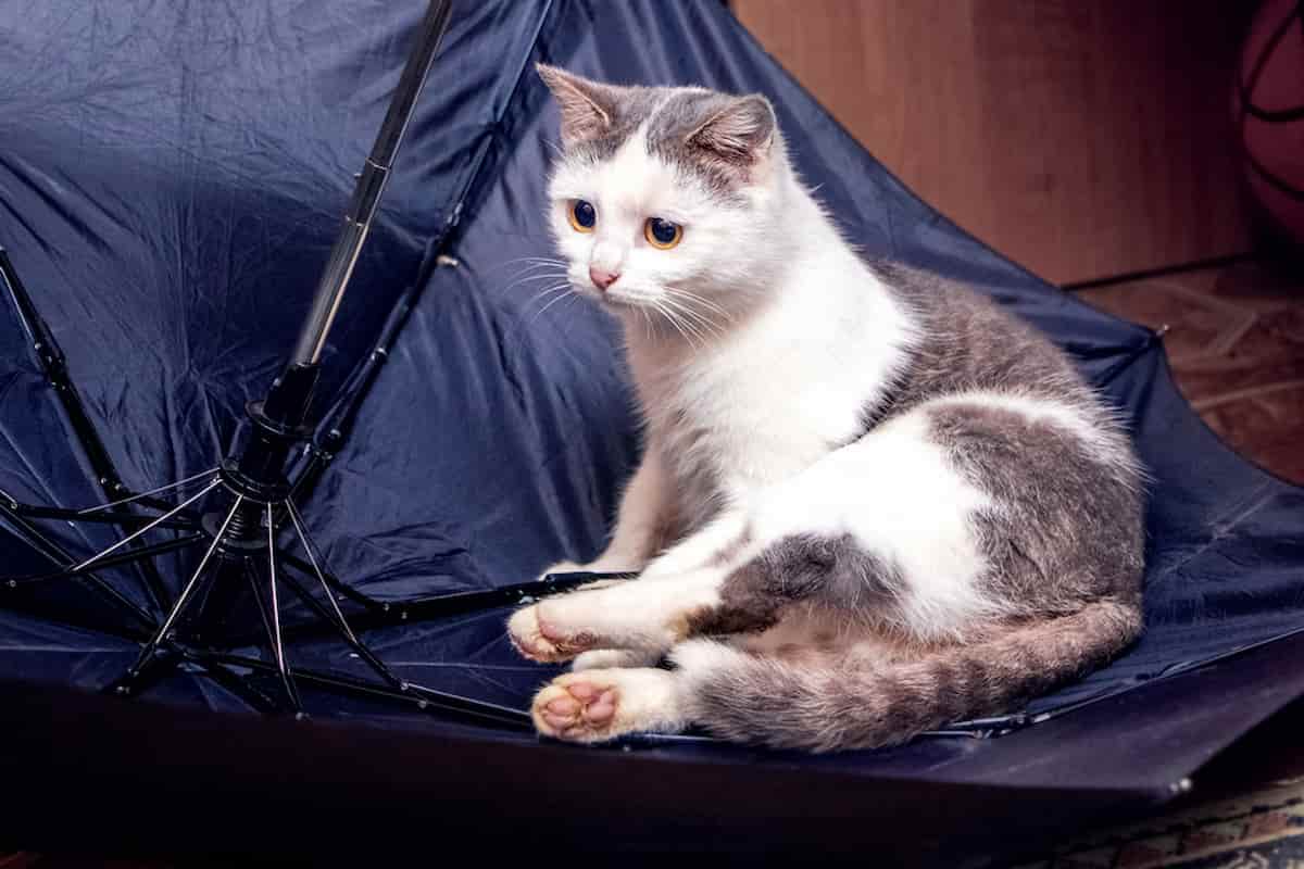 Why Are Cats Scared Of Umbrellas Helping Your Cat Its Fear
