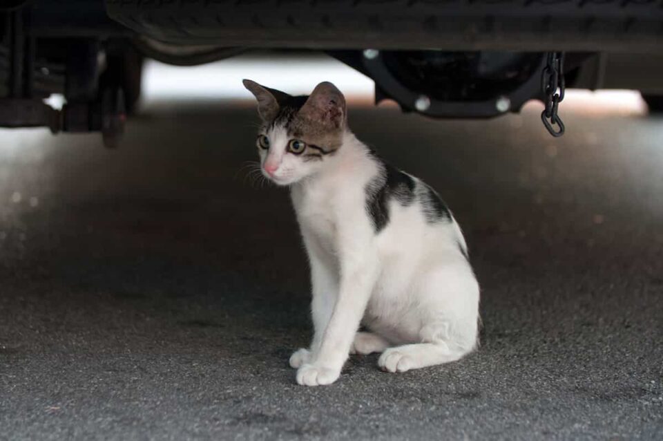 How To Safely Retrieve A Cat From Under A Car Proven Methods That