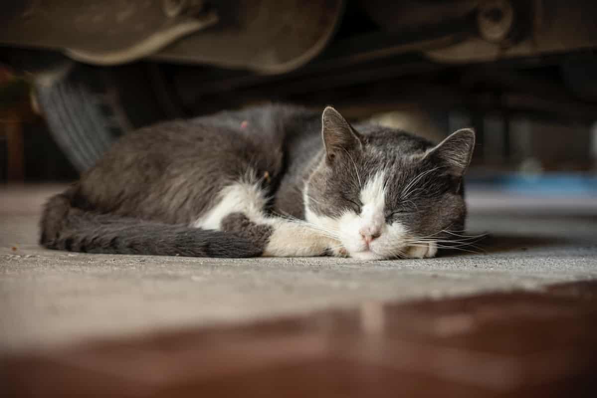 How To Safely Retrieve A Cat From Under A Car Proven Methods That