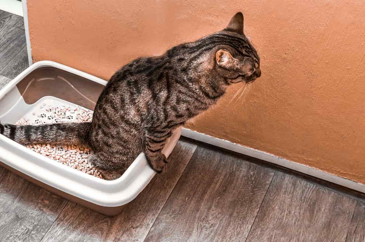 How Long Do Cats Spray After Neutering? What You Can Expect!