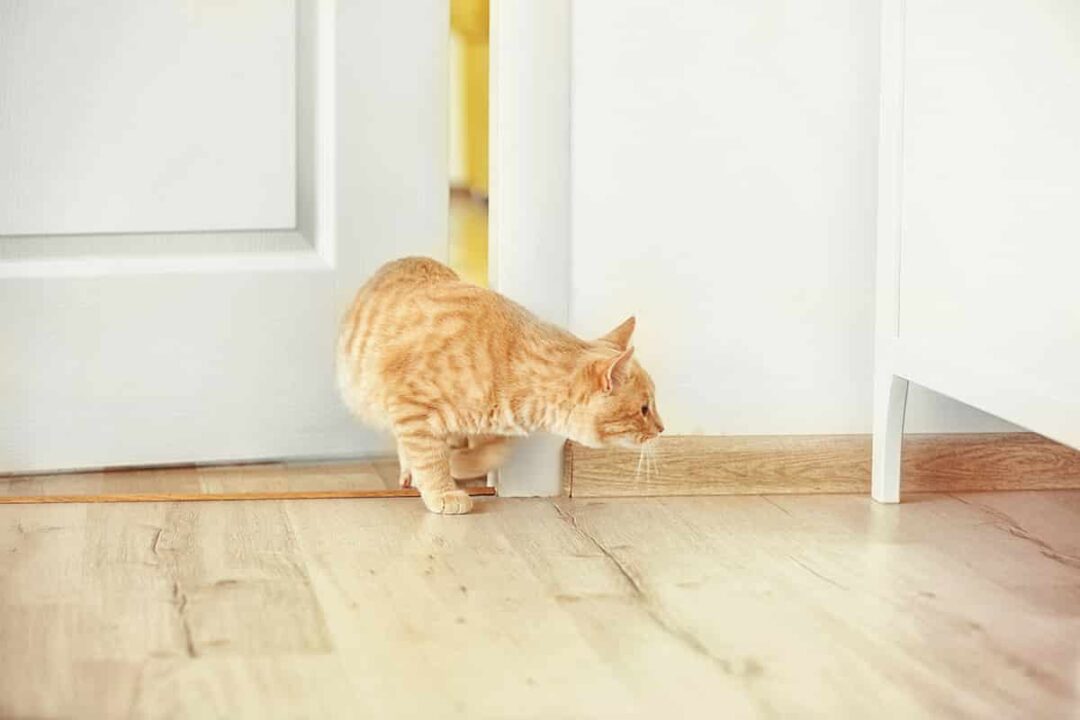 Cat Conundrum Can Cats Really Squeeze Under Doors?