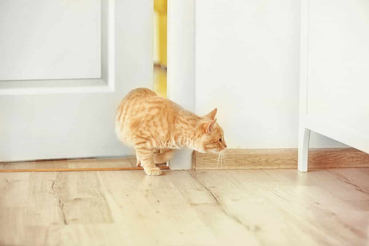 Cat Conundrum Can Cats Really Squeeze Under Doors?