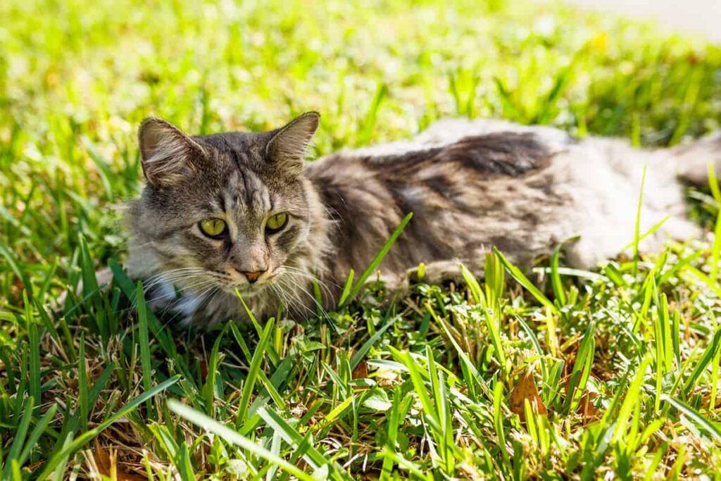 Why Do Cats Stay Out All Day Understanding Outdoor Behaviors