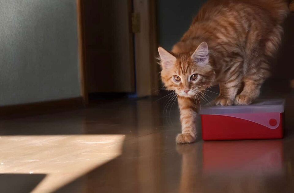 Do Cats How To Use The Litter Box
