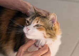 Cat keeps throwing shop up clear liquid