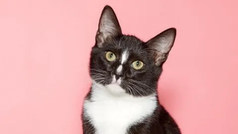 Why Do Cats Tilt Their Heads &ndash; The Interesting Reason!