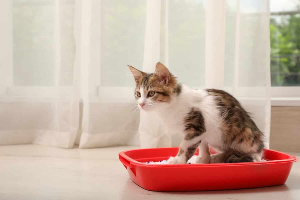 How Do Cats Pee After Being Neutered