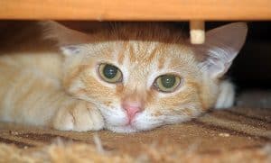 How To Stop A Cat From Going Under The Bed Helpful Tips Faqcats Com