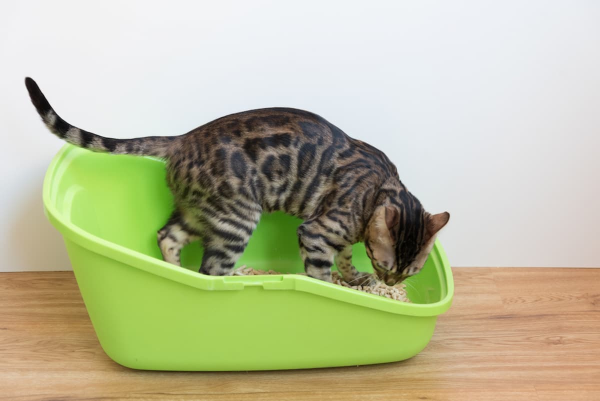 How Can I Stop My Cat Urinating Indoors Tips & Solutions