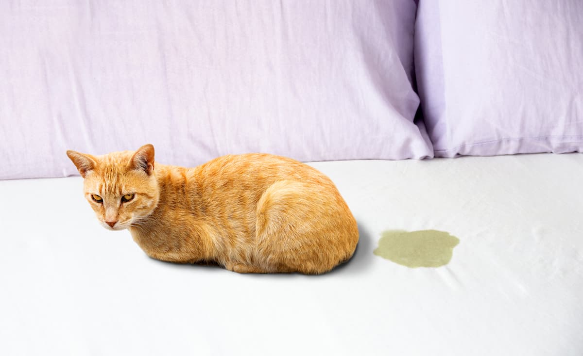 How Can I Stop My Cat Urinating Indoors Tips & Solutions