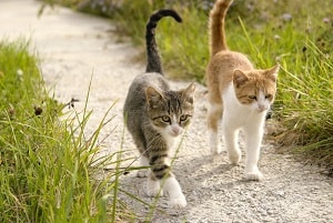Can Cats Walk Backwards – What You Should Know