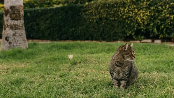 Why Do Cats Stay Out All Day &ndash; Understanding Outdoor Behaviors