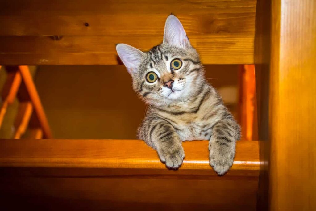 Why Do Cats Guard The Stairs: Understanding Your Cats Dominant Behavior ...