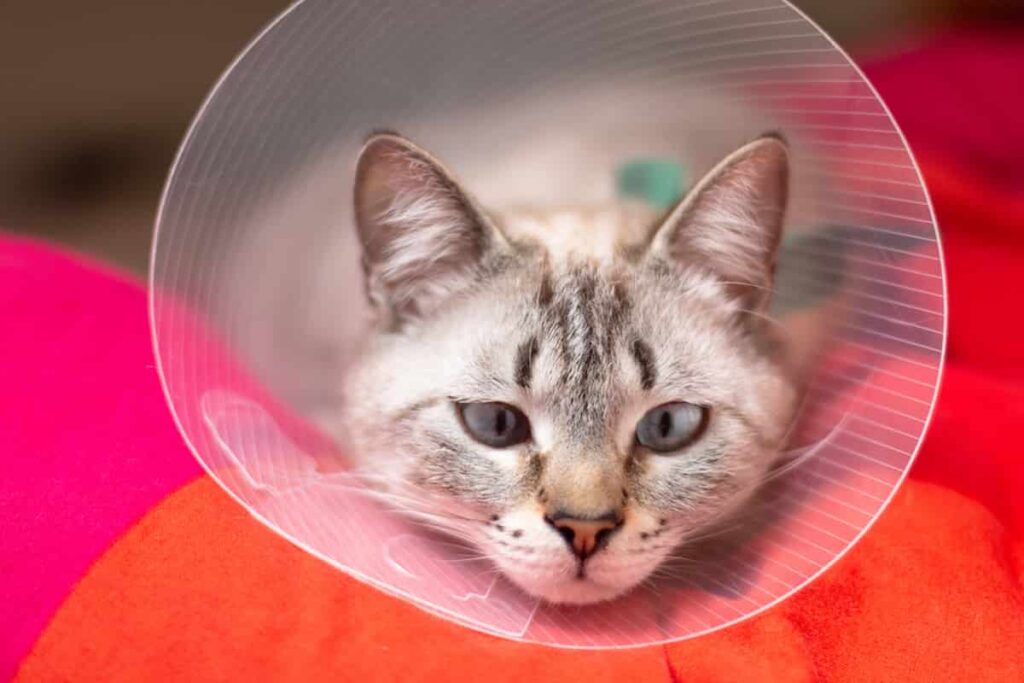 How Long Do Cats Wear Cones After Neuter