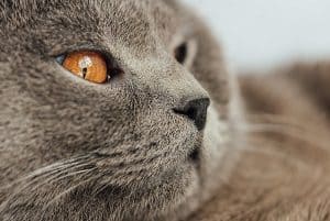 Do Cat Whiskers Grow Back Concerns And Facts Faqcats Com