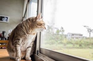 Why Do Cats Like Windows The Interesting Reason Faqcats Com