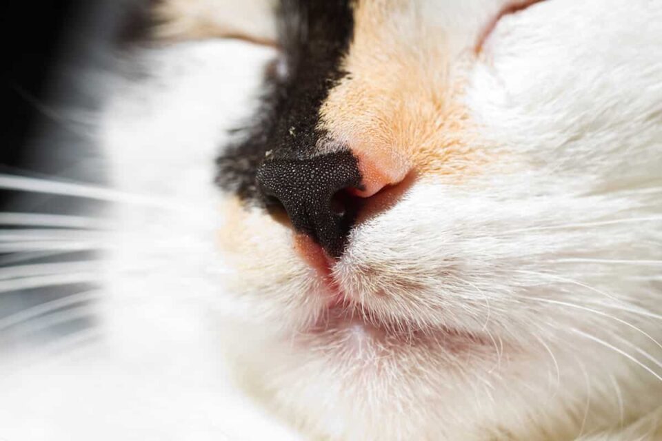 Cat Boogers – Nasal Discharge & Black Crust Explained – FAQcats.com