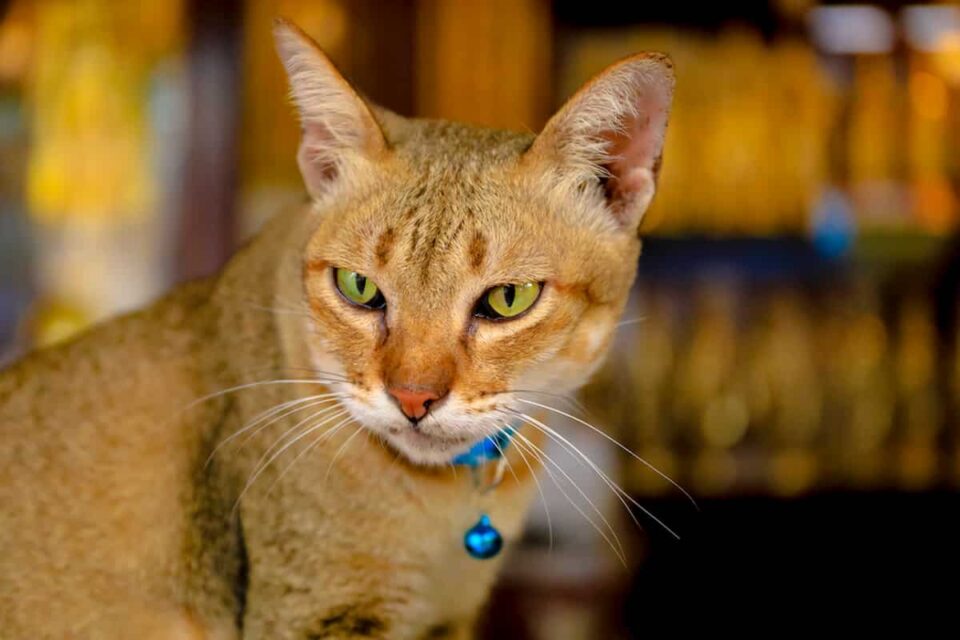 How Long Does It Take For A Cat’s Whiskers To Grow Back