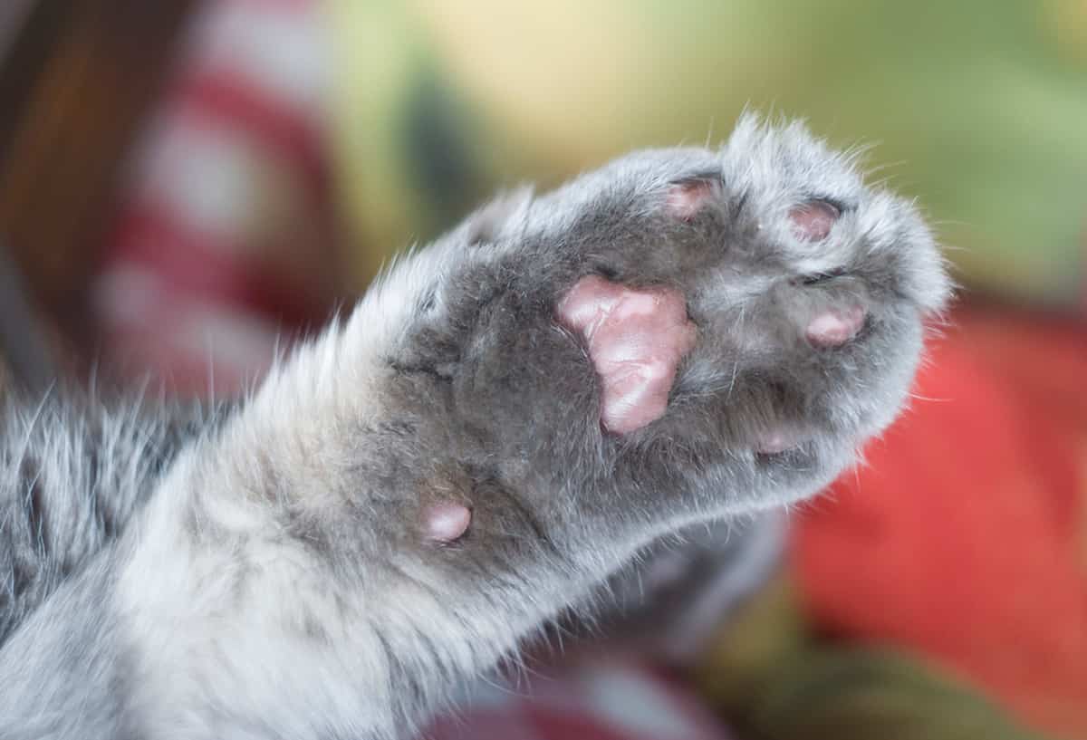 Can Cats Get Warts On Their Paw Pads FAQcats