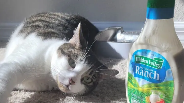 Can Cat&rsquo;s Eat Ranch