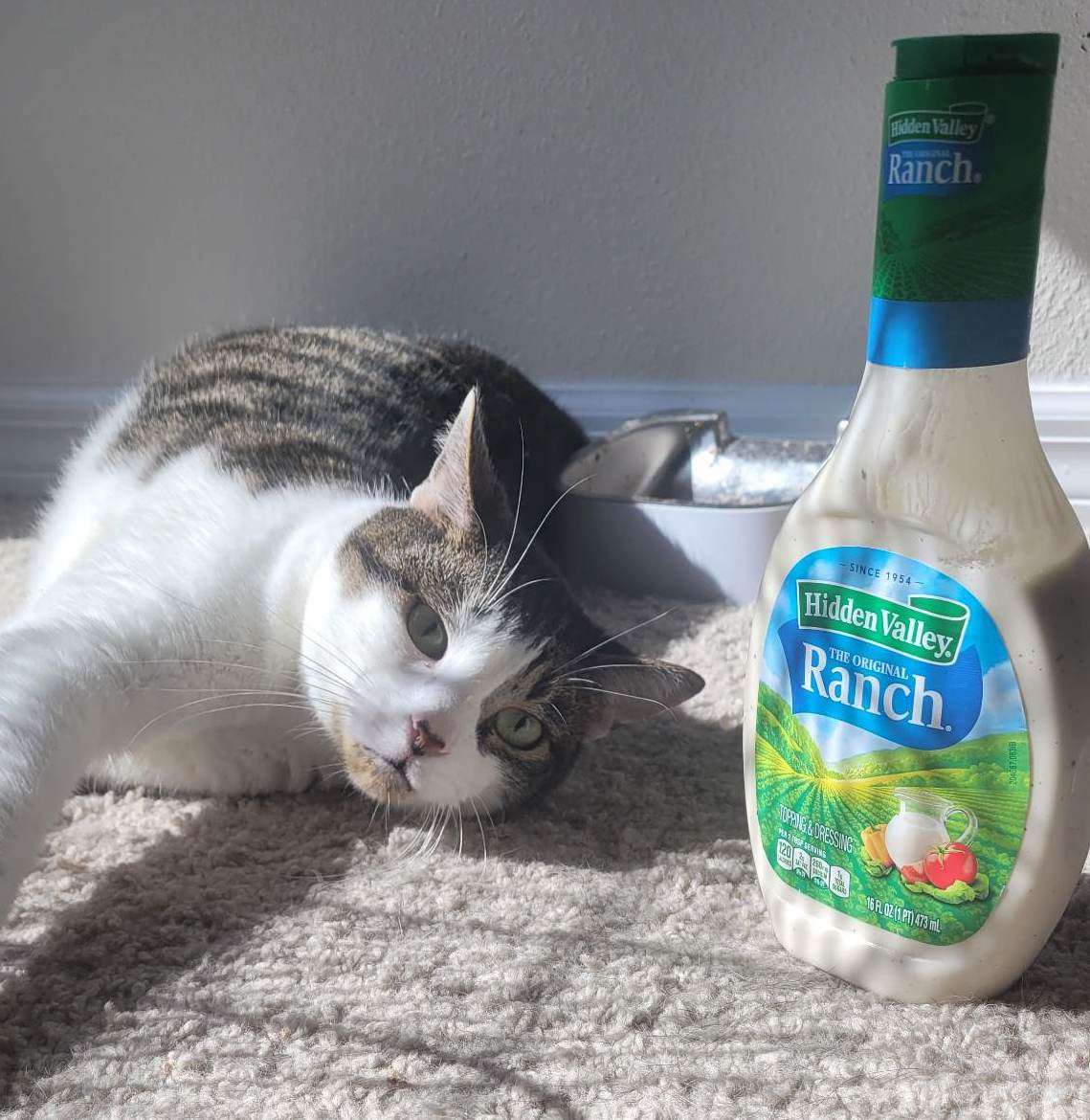 Can Cat’s Eat Ranch – FAQcats.com
