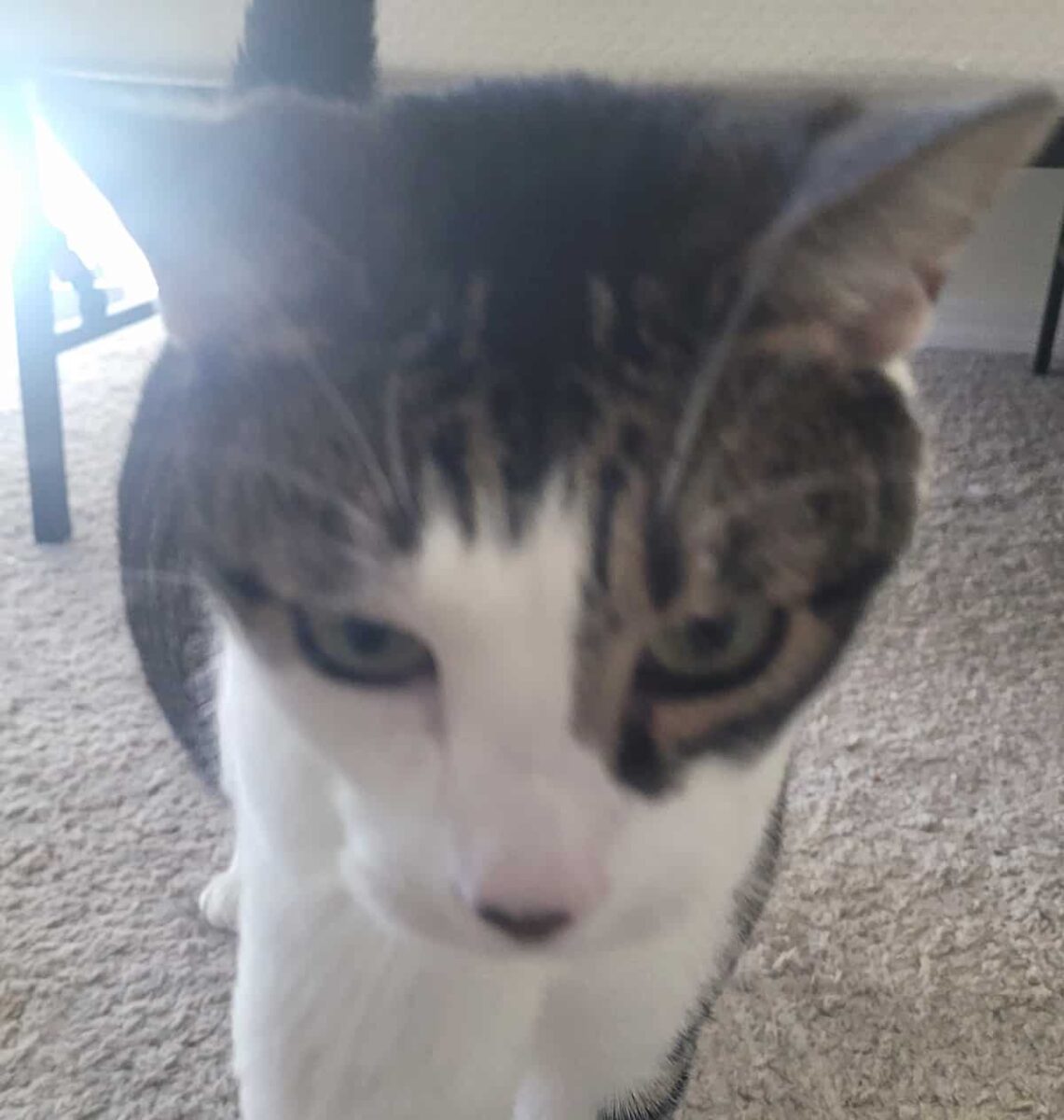 Cat Runny Nose Common Causes & Prevention Tips!