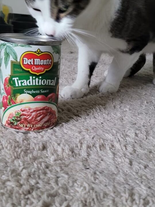 Can Cats Eat Tomato Sauce Everything You Should Know!