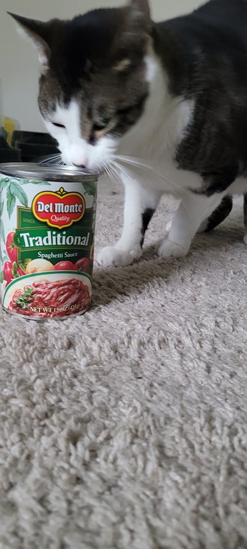 Can Cats Eat Tomato Sauce Everything You Should Know!