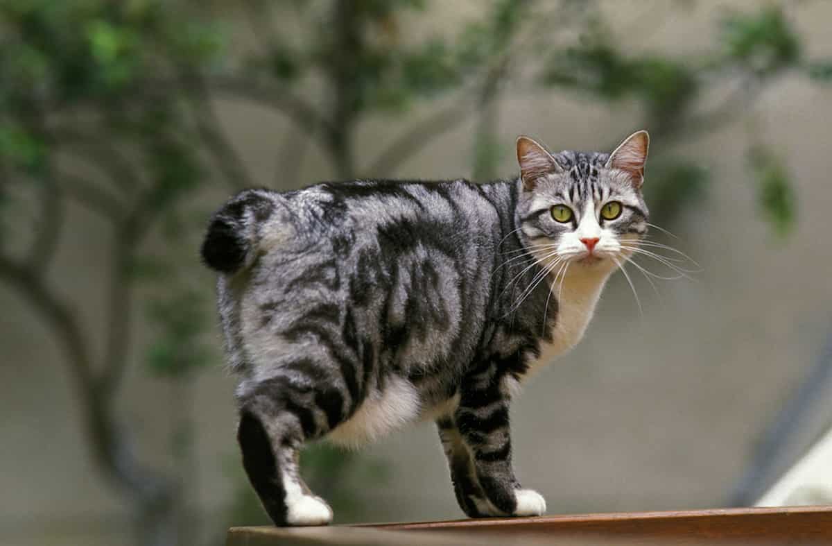 tailless-wonders-how-do-cats-balance-without-tails-faqcats
